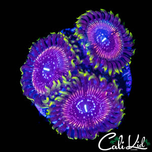 WWC BLACK ORCHID TRIPLE