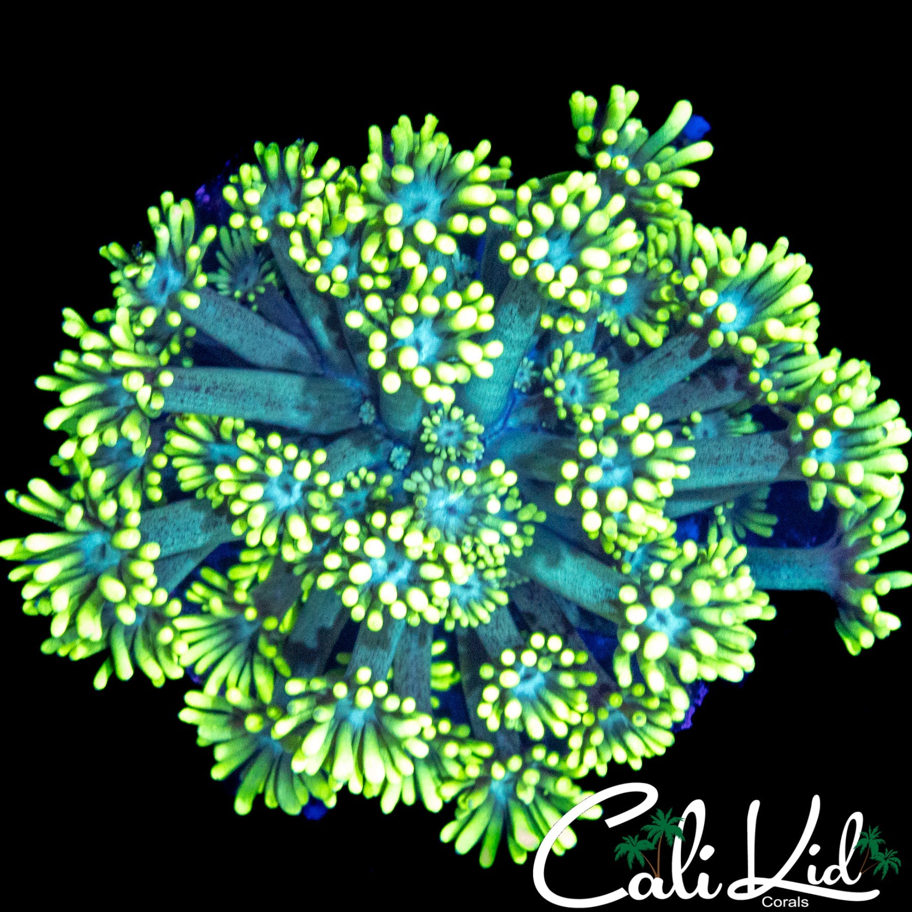 LEMON LIME GONI