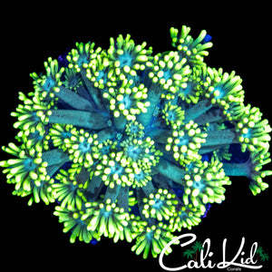 LEMON LIME GONI