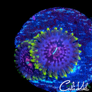 CK BLIMPIE ZOA DOUBLE