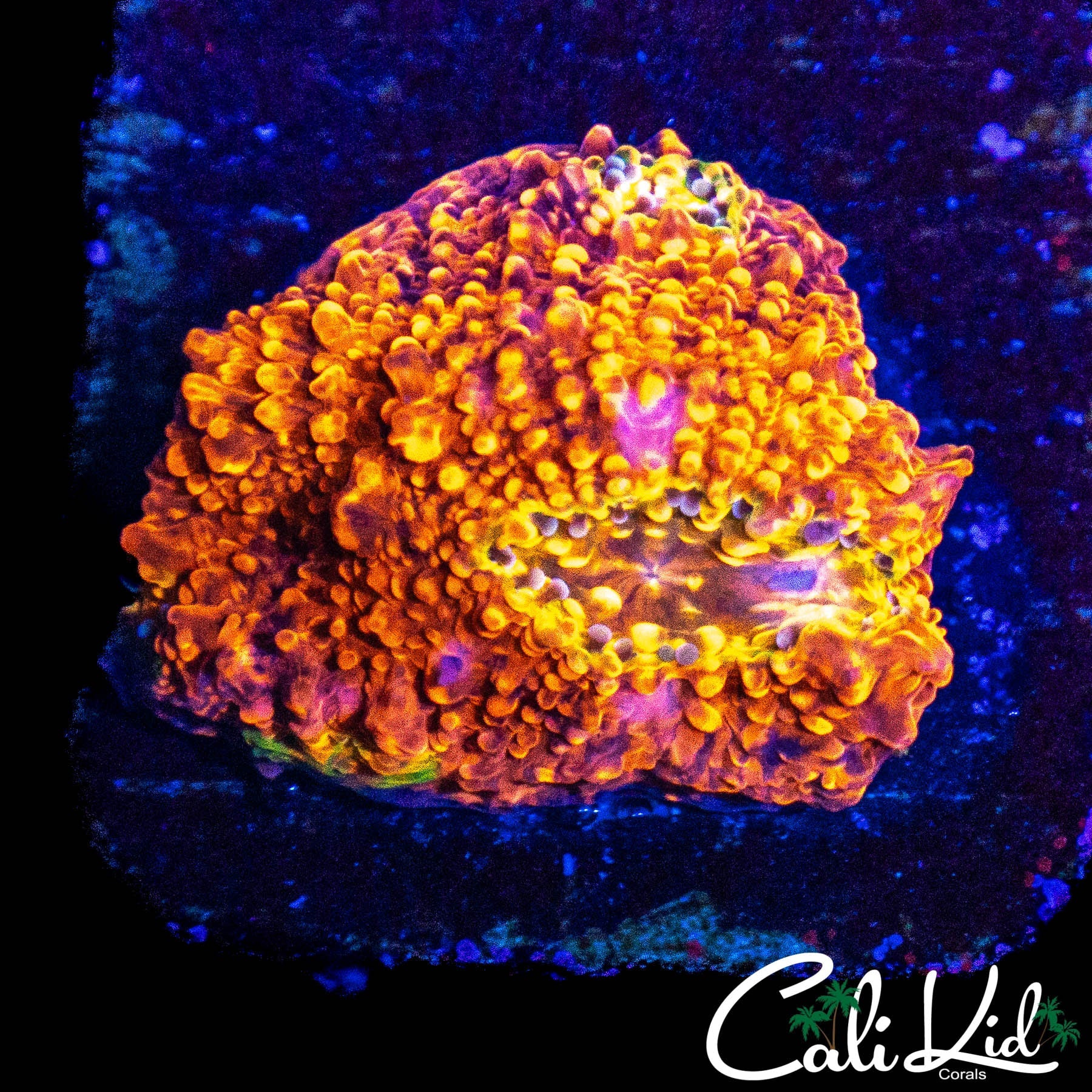 PINK BOOBIES CHALICE FRAG