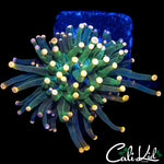 ULTRA BI COLOR TIP TORCH