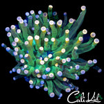 ULTRA BI COLOR TIP TORCH