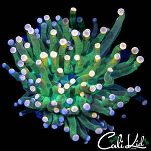 ULTRA BI COLOR TIP TORCH