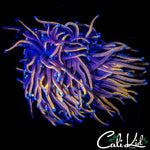 LARGE AQUACULTURED MYSTERY TORCH