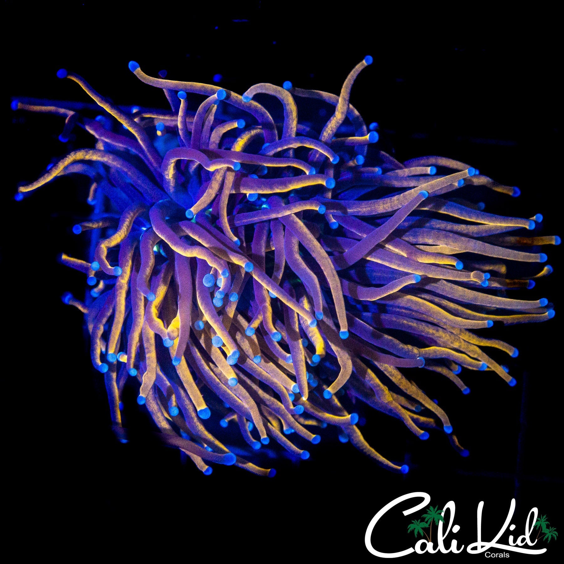 LARGE AQUACULTURED MYSTERY TORCH