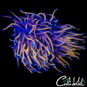 LARGE AQUACULTURED MYSTERY TORCH