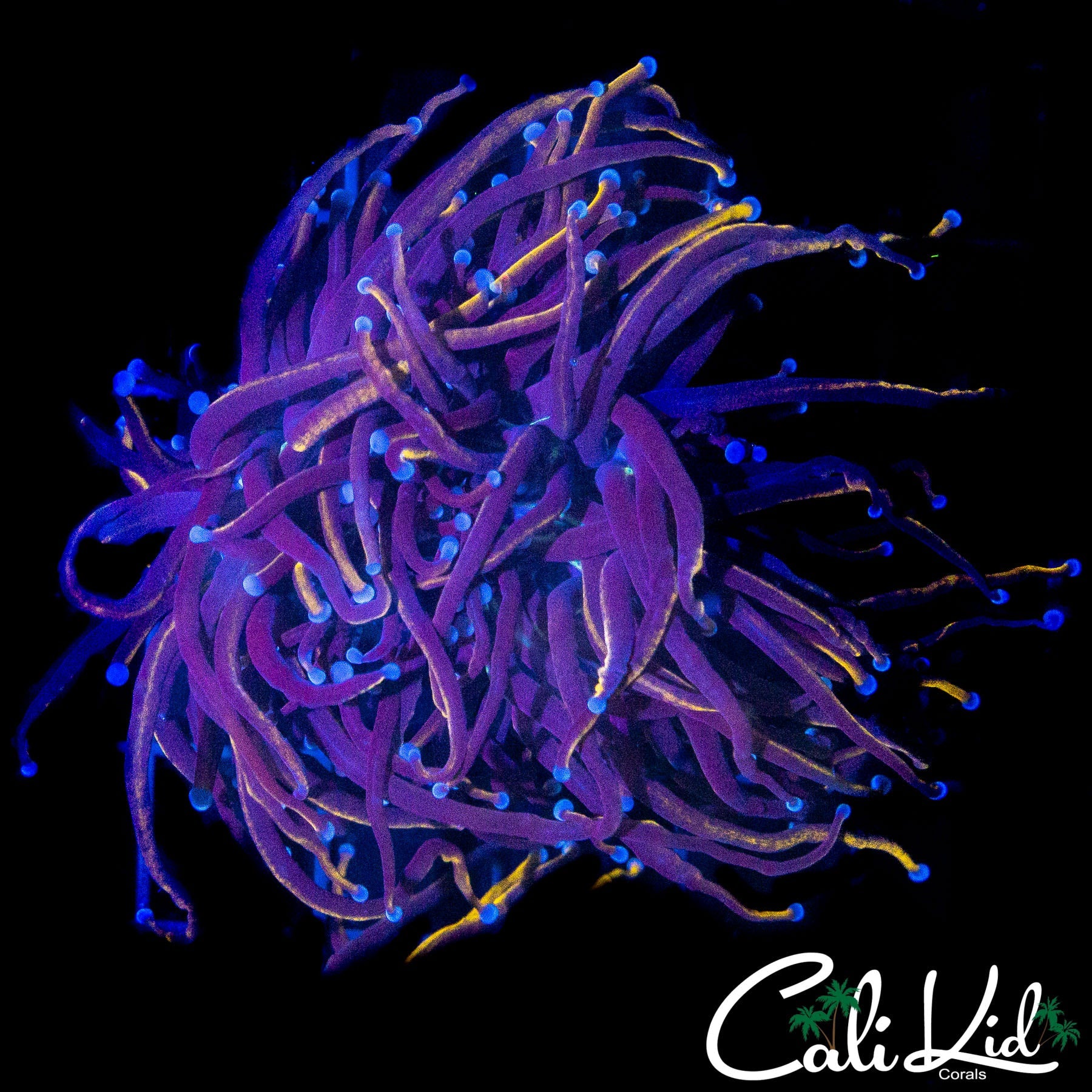AQUACULTURED MYSTERY TORCH