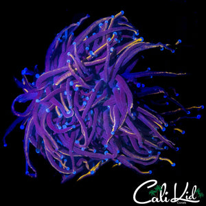 AQUACULTURED MYSTERY TORCH