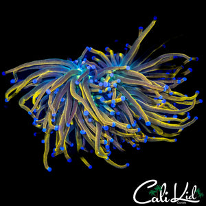 LARGE AQUACULTURED MEDUSA TORCH