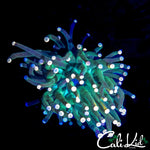 COTTON CANDY TYPE TORCH