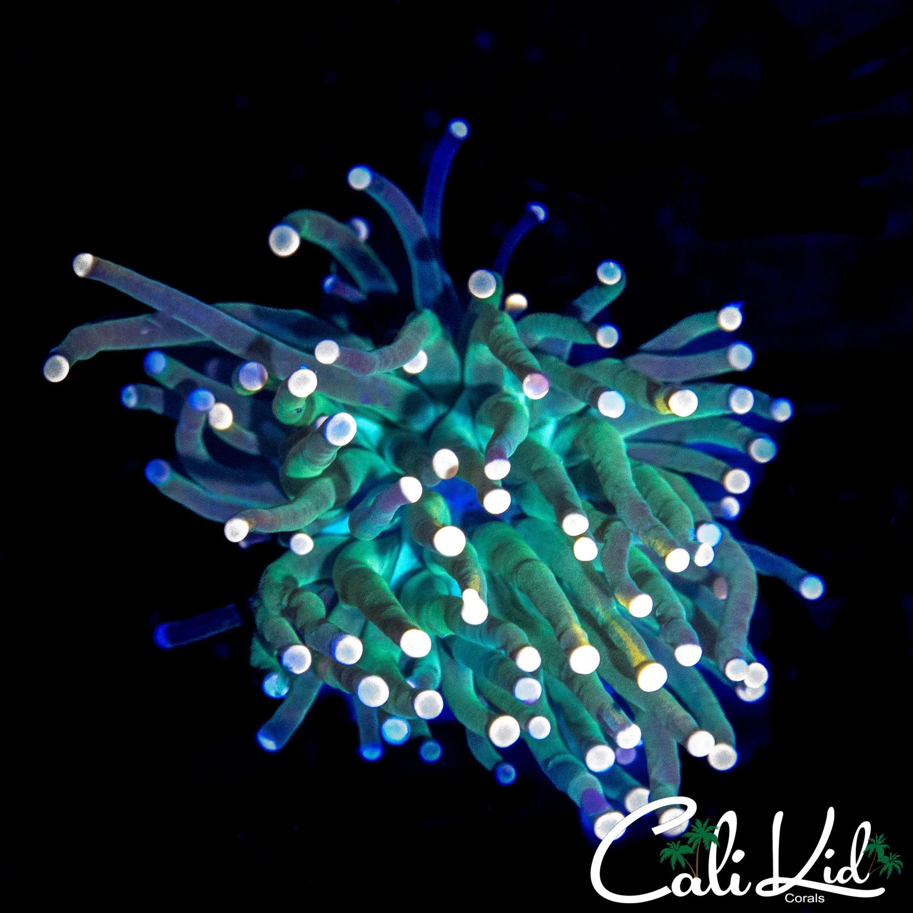 COTTON CANDY TYPE TORCH