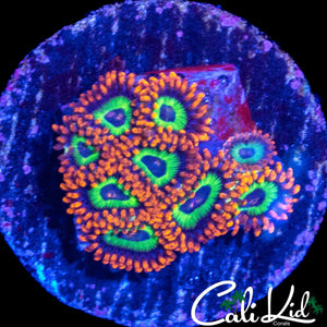 FRUIT LOOPS ZOA MINI COLONY