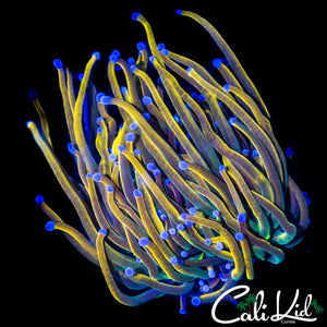 LARGE AQUACULTURED MEDUSA TORCH
