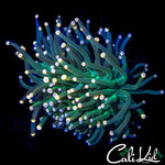 ULTRA BI COLOR TIP TORCH