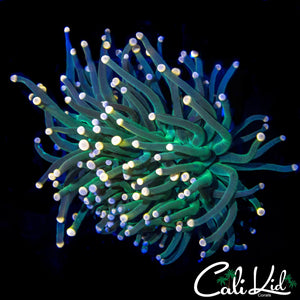 ULTRA BI COLOR TIP TORCH