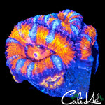 WHITE STRIPE ACAN QUAD