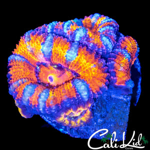 WHITE STRIPE ACAN QUAD