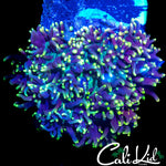 FUZZY WUZZY MUSHROOM