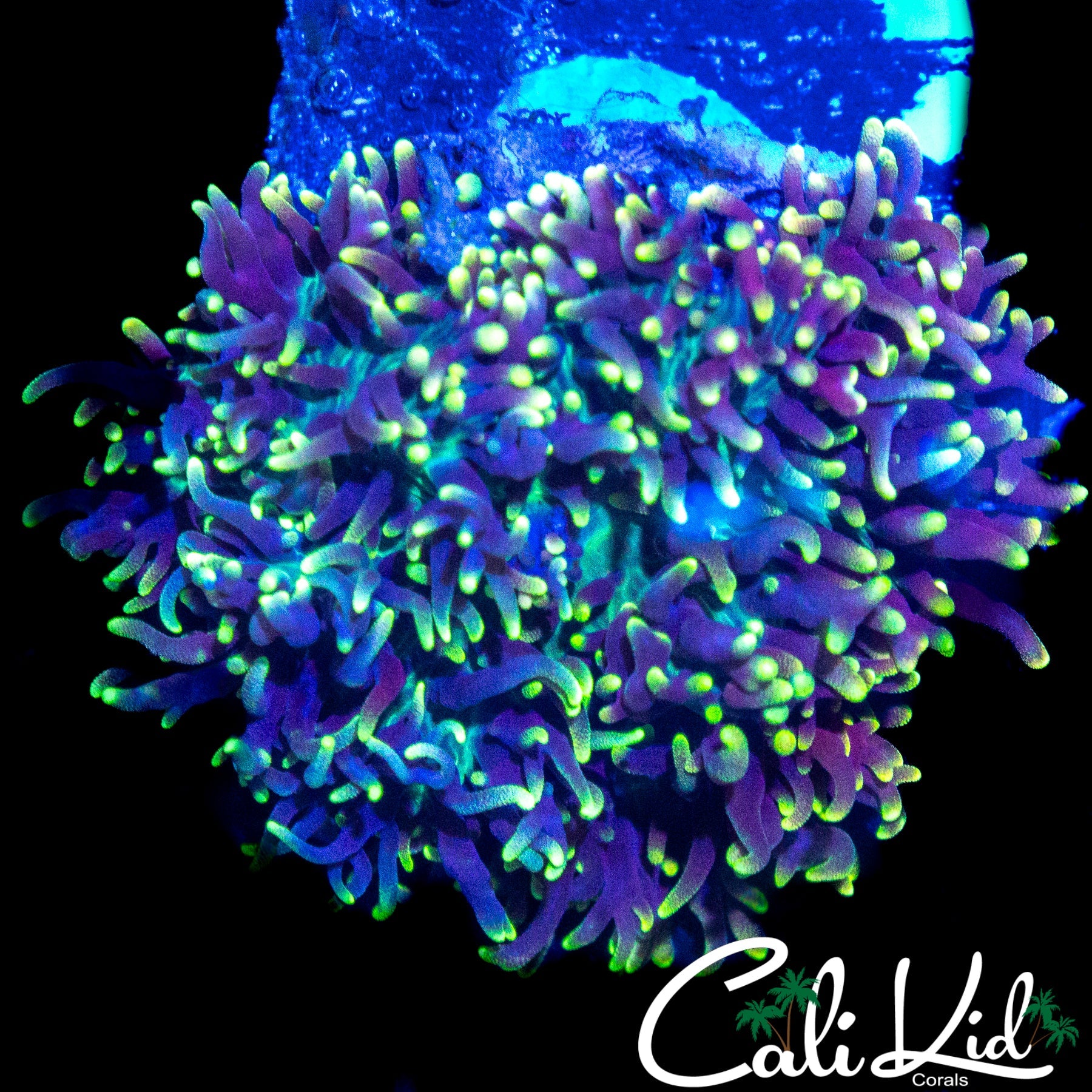 FUZZY WUZZY MUSHROOM