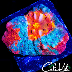 CK AURORA CHALICE