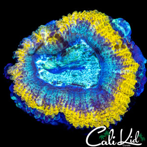 AQUA RING ACAN LORD
