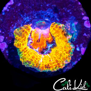 JAWBREAKER TYPE ACAN