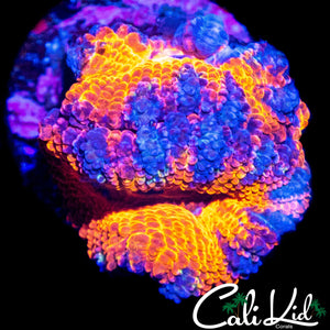 ULTRA ACAN DOUBLE
