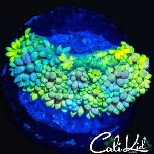 STUNNING RAINBOW GONI