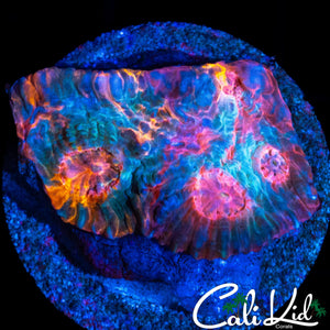 INSANE ONE OF KIND CHALICE