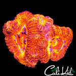 CK FLAMETHROWER ACAN TRIPLE