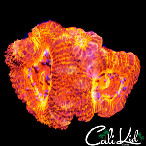 CK FLAMETHROWER ACAN TRIPLE