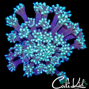BI COLOR ALVEOPORA