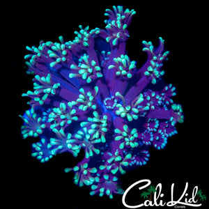 BI COLOR ALVEOPORA