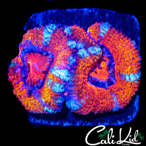 WHITE STRIPE ACAN DOUBLE