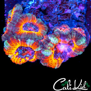 ULTIMATE RAINBOW ACAN QUAD