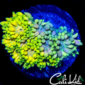 SUPER BRIGHT RAINBOW GONI