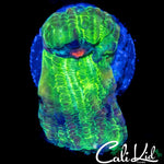ZOMBIE EYE CHALICE