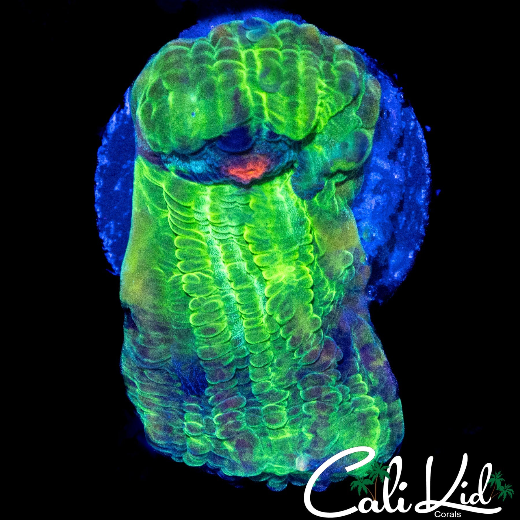 ZOMBIE EYE CHALICE