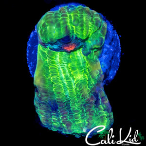 ZOMBIE EYE CHALICE