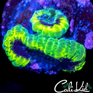 CK RASTA ACAN DOUBLE