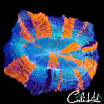 BEAUTIFUL 4 COLOR ACANTHO