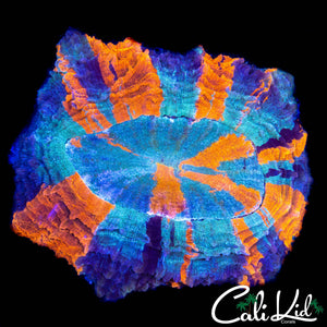 BEAUTIFUL 4 COLOR ACANTHO