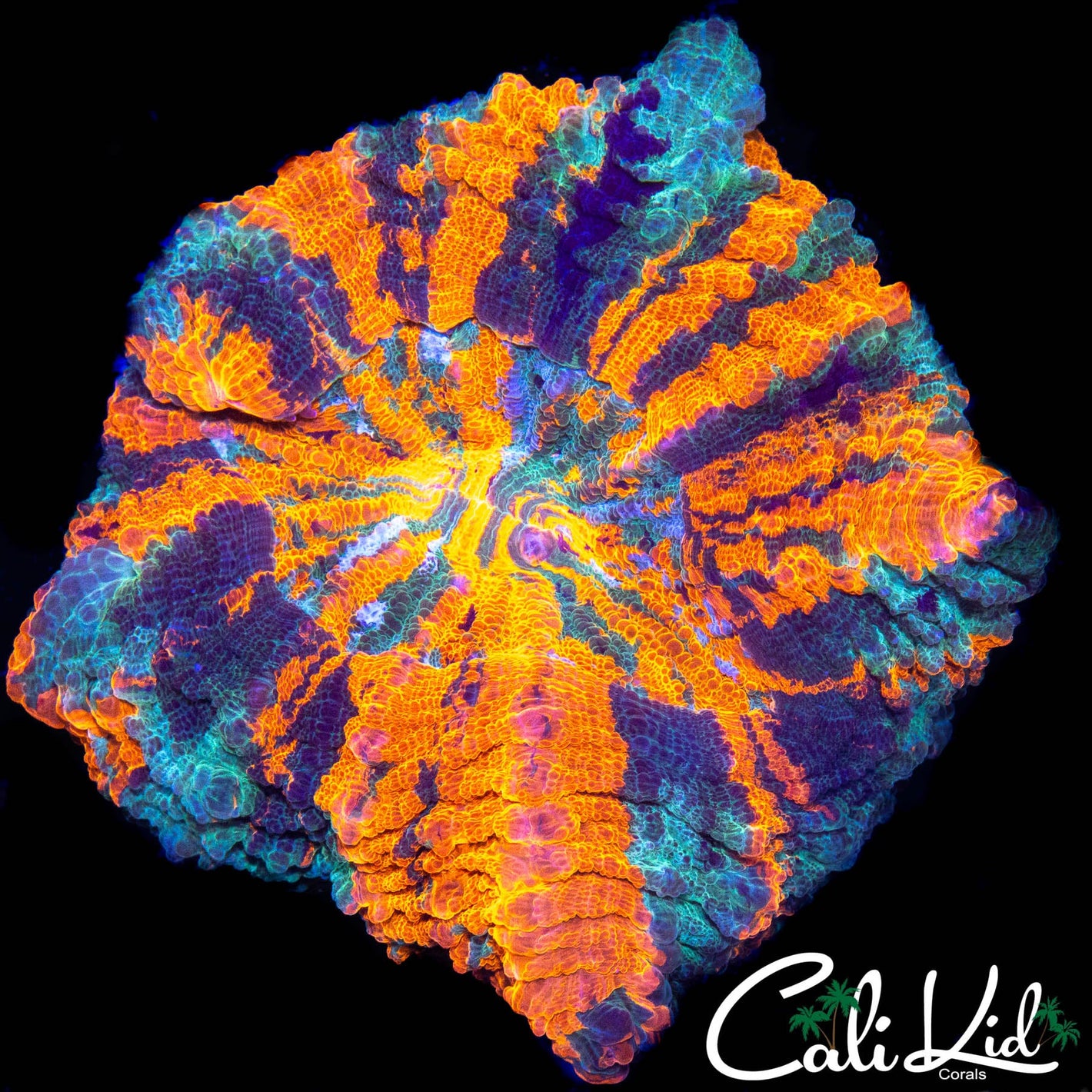 AMAZING ACANTHOPHYLLIA