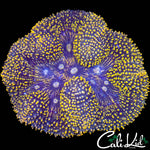 MULTI MOUTH CARPET SYMPHYLLIA