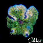 LEPRECHAUN MUSHROOM