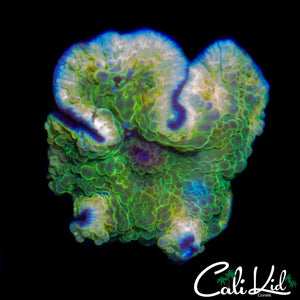 LEPRECHAUN MUSHROOM