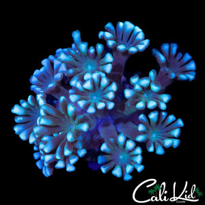 BI COLOR ALVY
