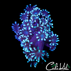 BI COLOR ALVY