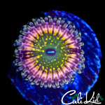 CK MONSTER'S INC